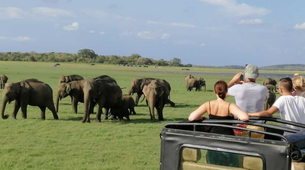 Minneriya National Park